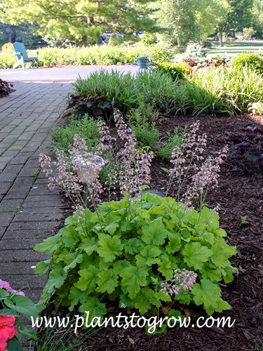 Heuchera Dolce Key Lime Pie 
As the summer progresses the Autumn Glory Maple casts heavier shade for this plant and the foliage color is not as bright.
(June 20)